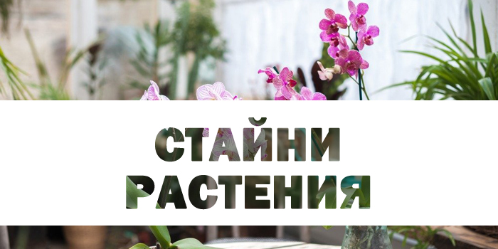 стайни растения